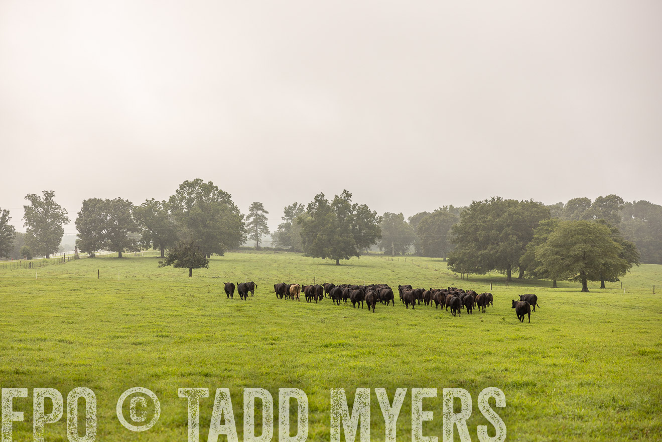 TMyers_PP_SleepyCreekFarm_Forsyth_July2024-517033
