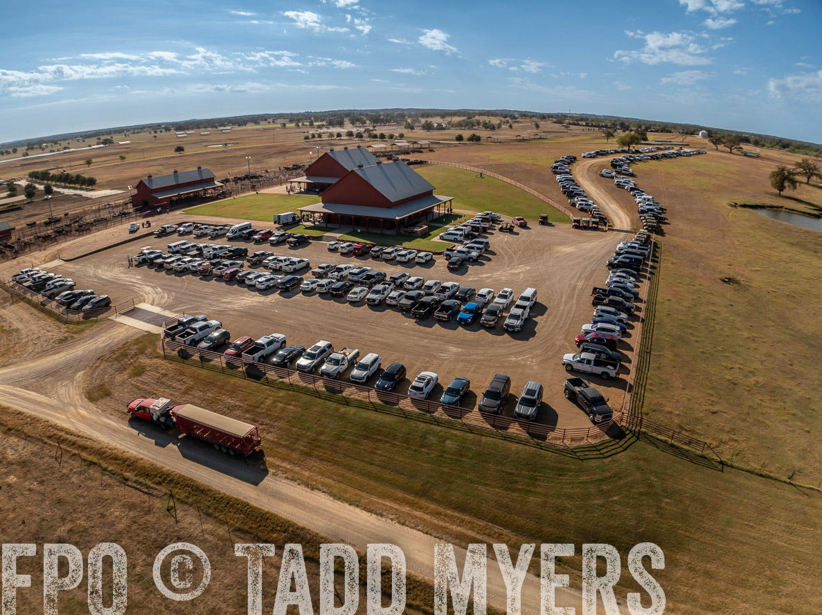 TMyers_FallBullSale_CameronTX_Oct_2024-0267