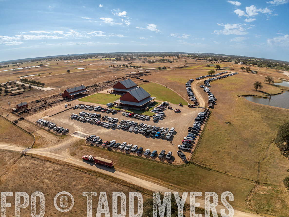 TMyers_FallBullSale_CameronTX_Oct_2024-0270