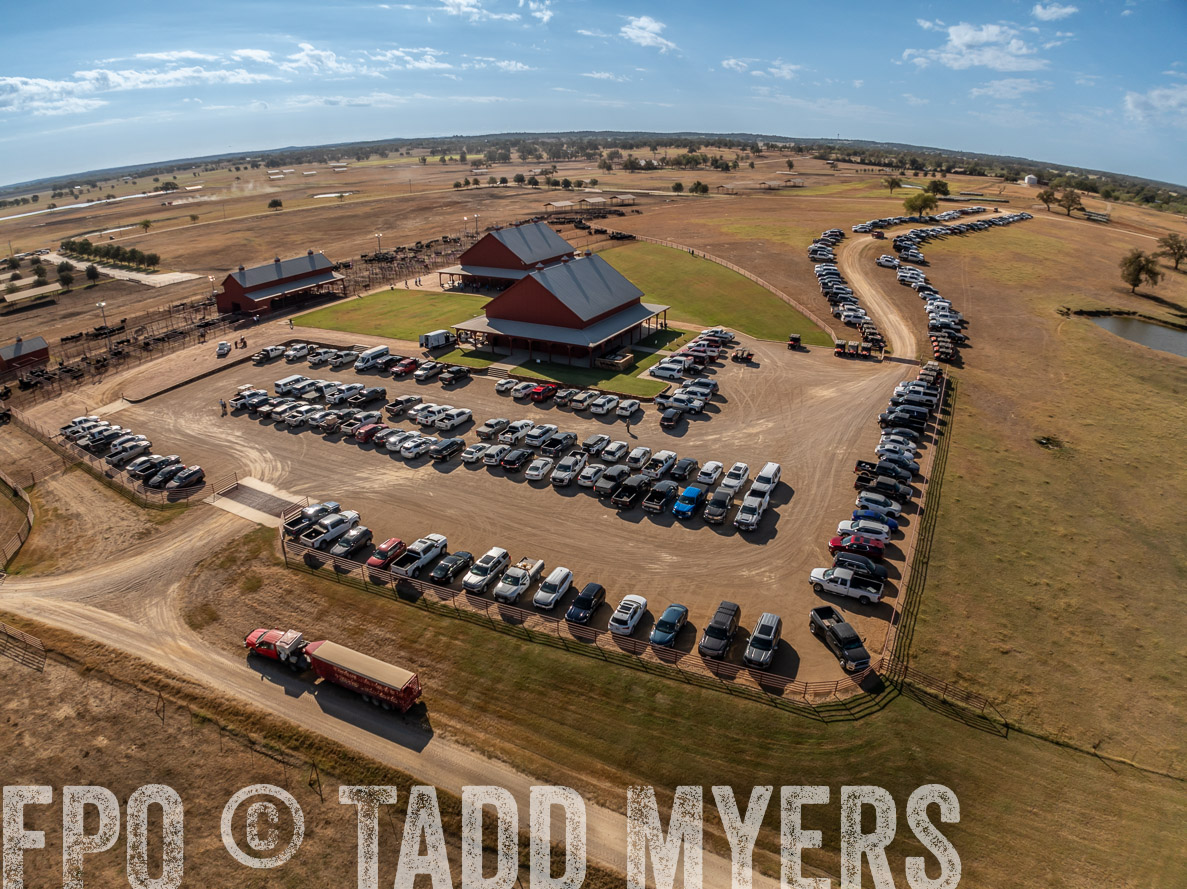TMyers_FallBullSale_CameronTX_Oct_2024-0276