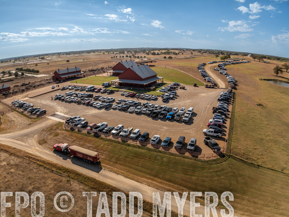 TMyers_FallBullSale_CameronTX_Oct_2024-0279