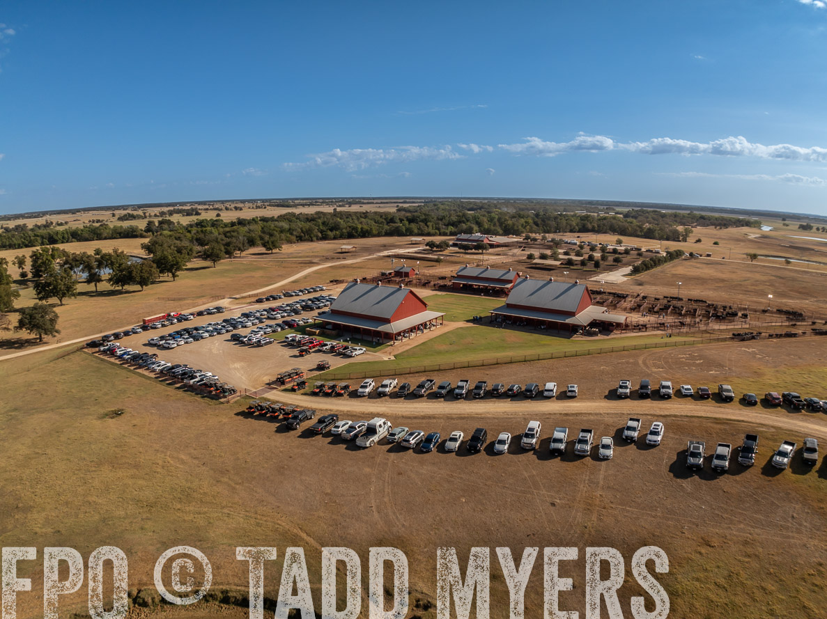 TMyers_FallBullSale_CameronTX_Oct_2024-0283