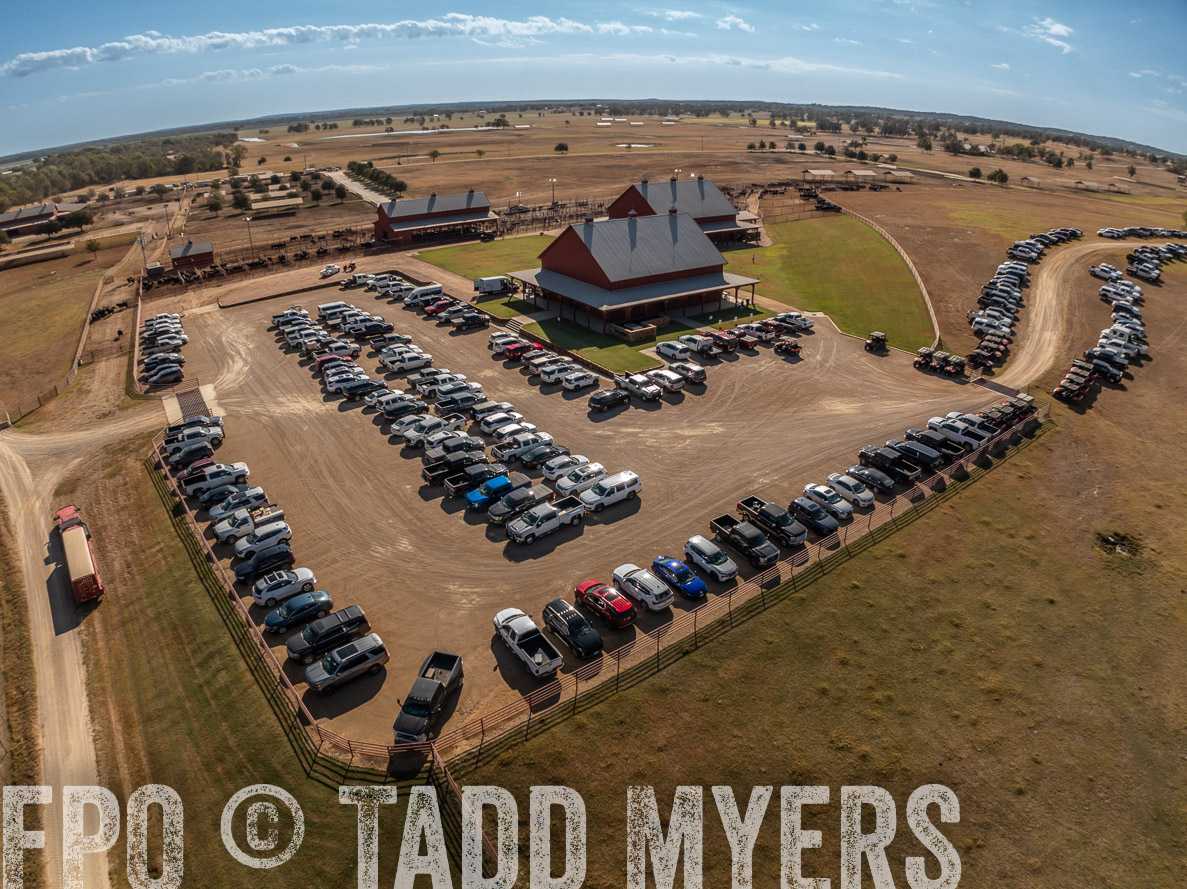 TMyers_FallBullSale_CameronTX_Oct_2024-0313
