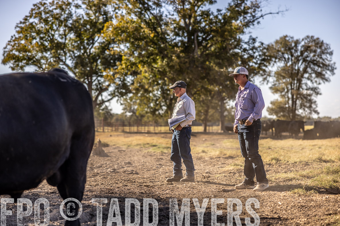 TMyers_FallBullSale_CameronTX_Oct_2024-510042