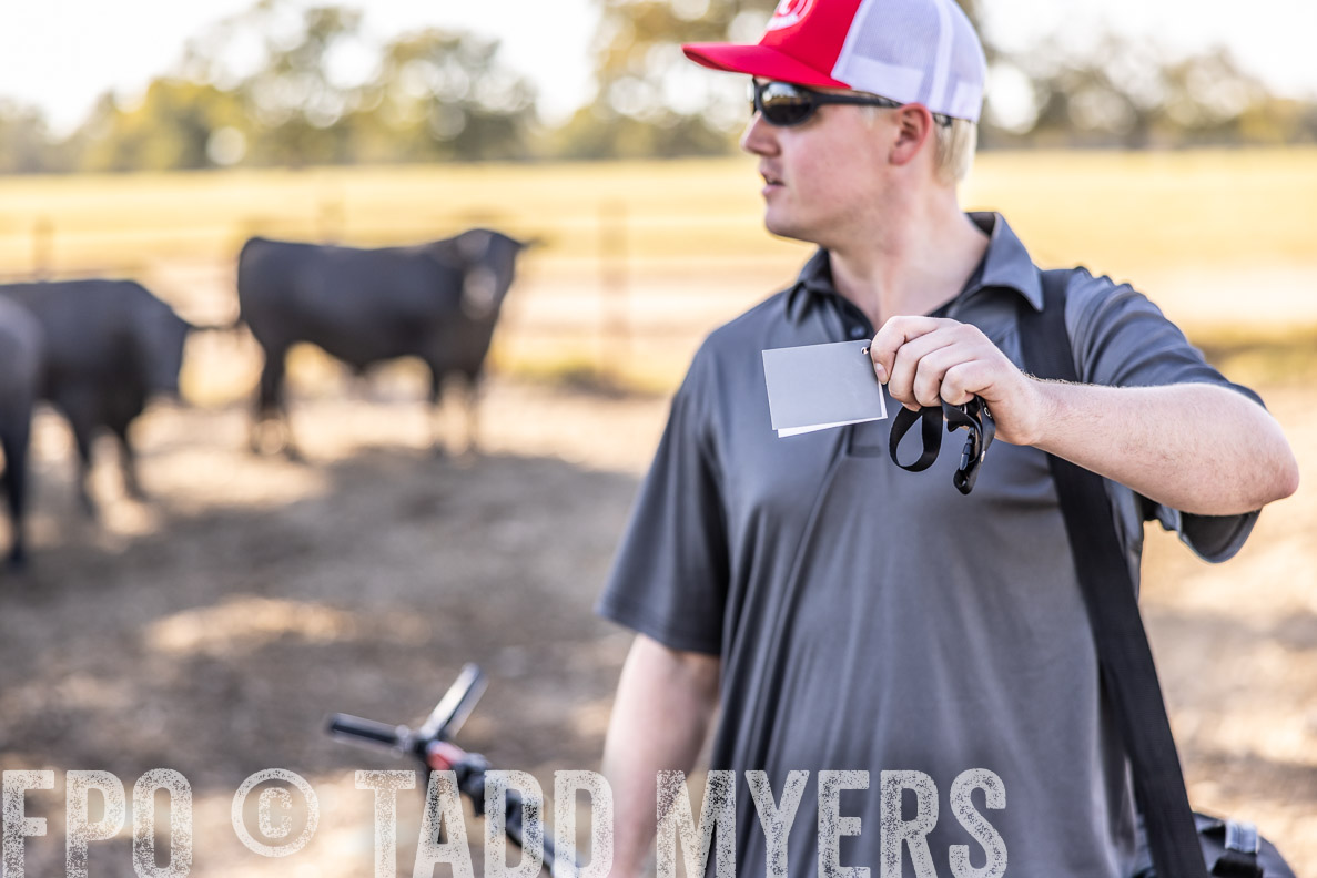 TMyers_FallBullSale_CameronTX_Oct_2024-510097