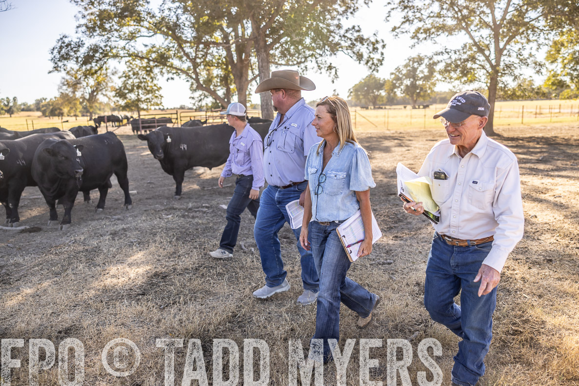 TMyers_FallBullSale_CameronTX_Oct_2024-510107