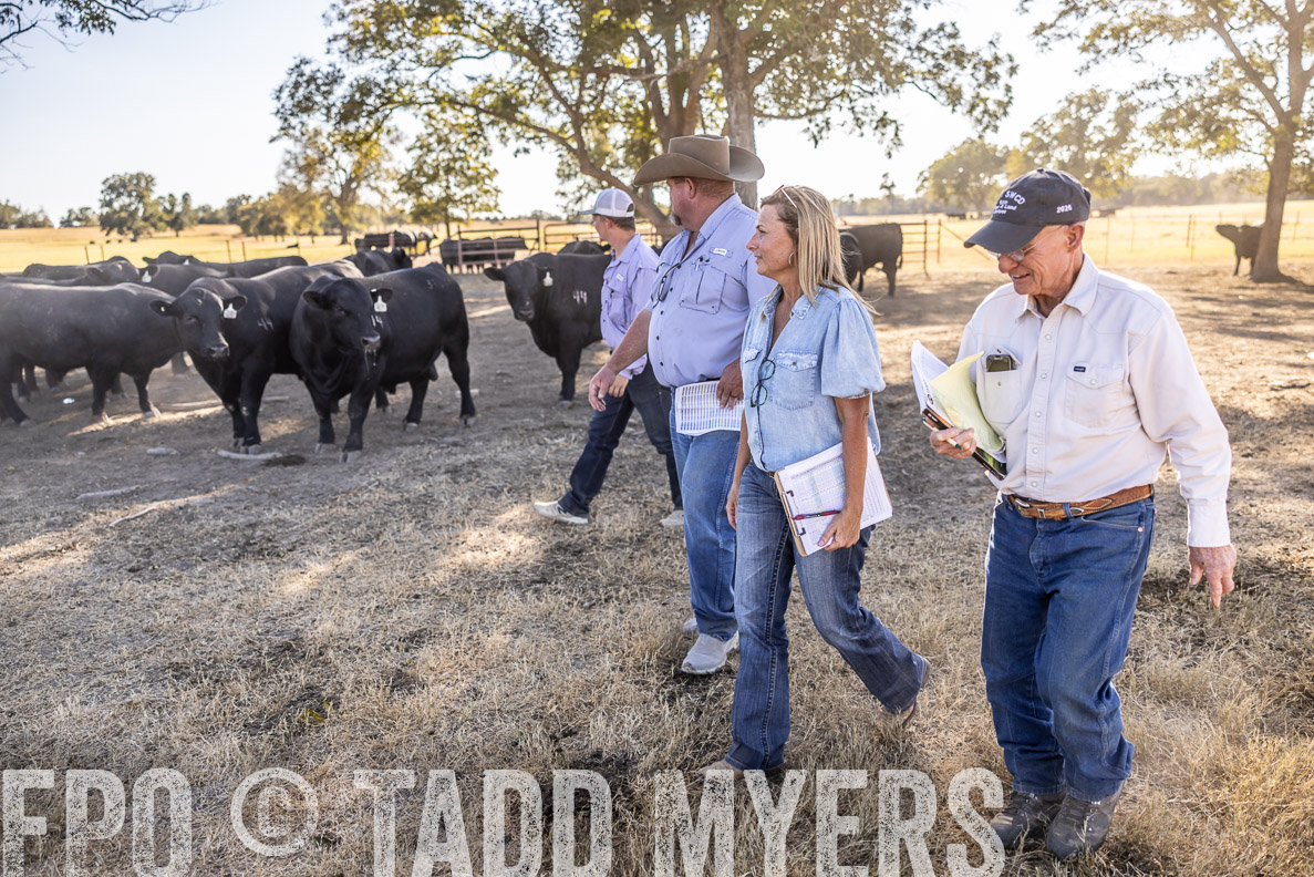 TMyers_FallBullSale_CameronTX_Oct_2024-510109