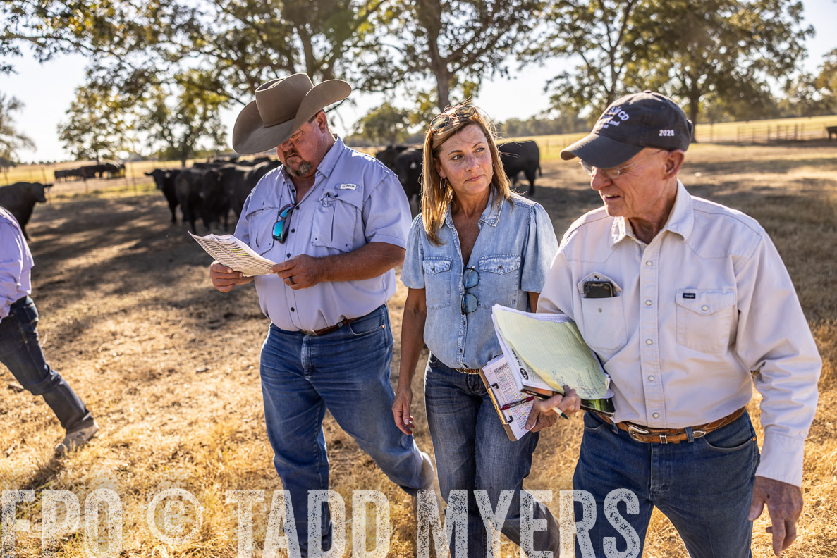 TMyers_FallBullSale_CameronTX_Oct_2024-510122