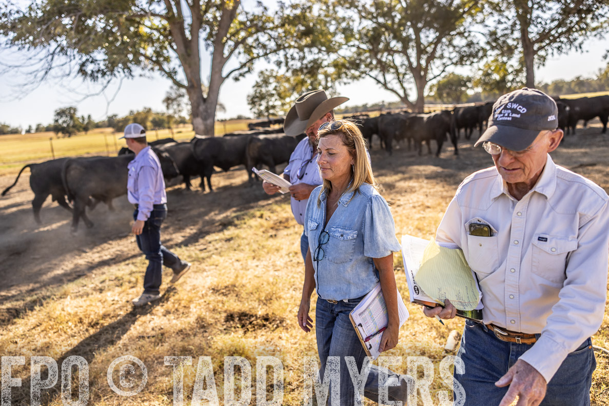 TMyers_FallBullSale_CameronTX_Oct_2024-510128