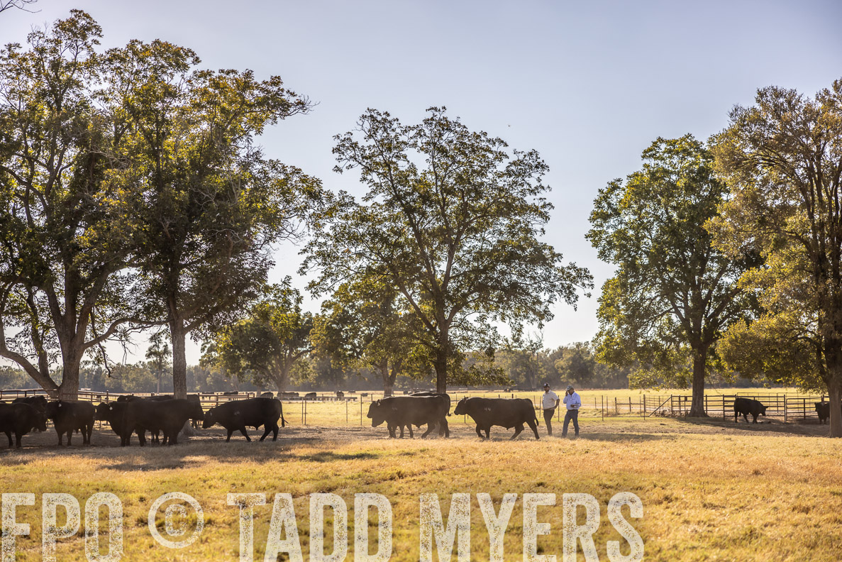 TMyers_FallBullSale_CameronTX_Oct_2024-510144