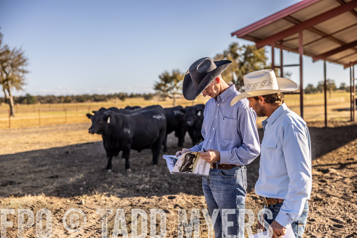 TMyers_FallBullSale_CameronTX_Oct_2024-510159
