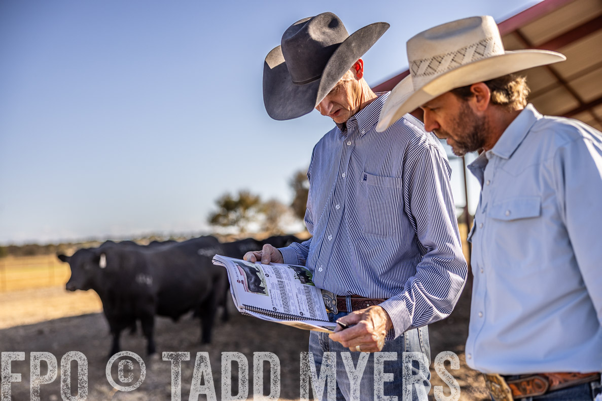TMyers_FallBullSale_CameronTX_Oct_2024-510163