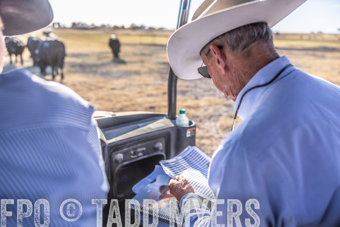 TMyers_FallBullSale_CameronTX_Oct_2024-510514