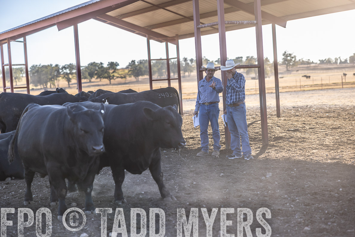 TMyers_FallBullSale_CameronTX_Oct_2024-510533