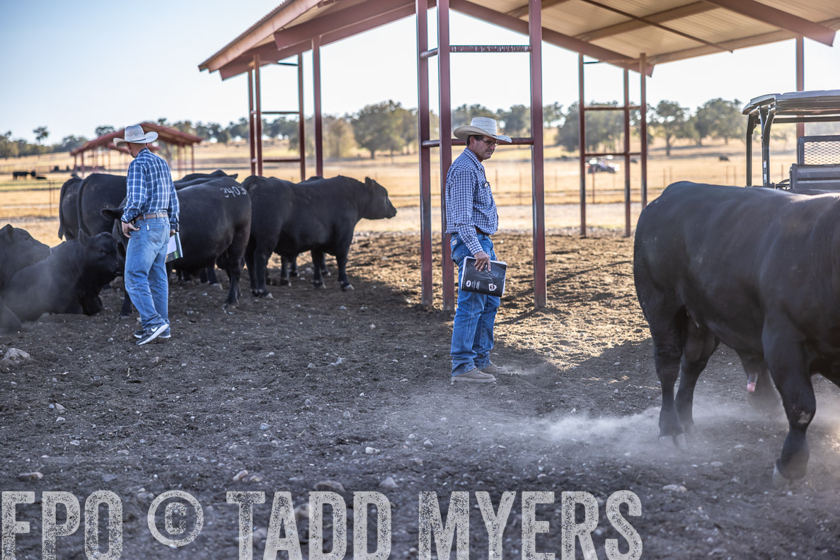 TMyers_FallBullSale_CameronTX_Oct_2024-510543