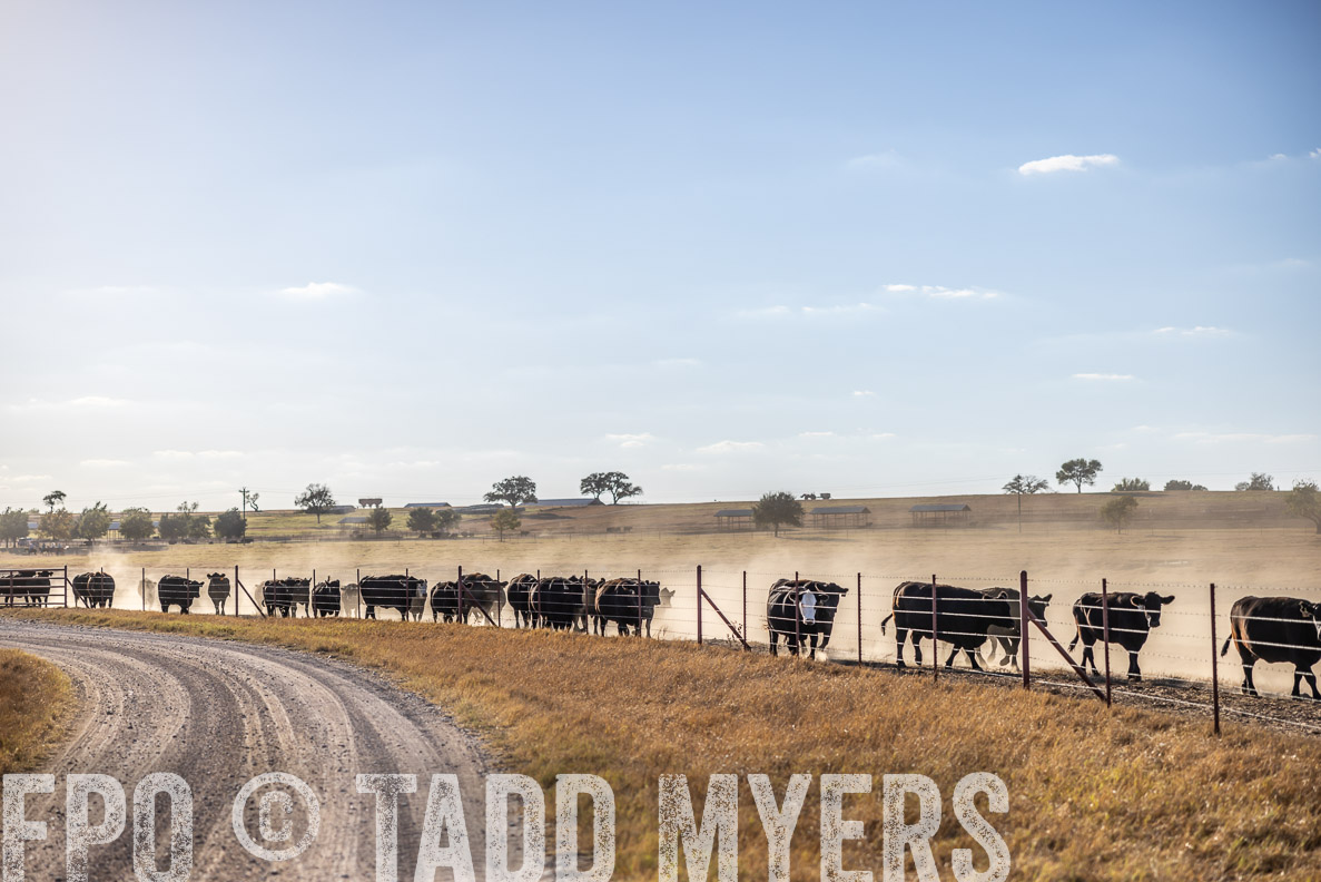 TMyers_FallBullSale_CameronTX_Oct_2024-510575