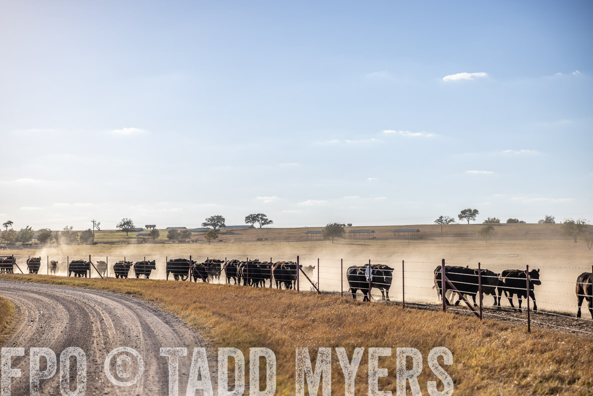 TMyers_FallBullSale_CameronTX_Oct_2024-510577
