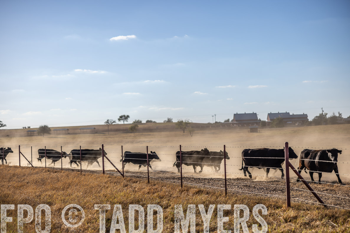 TMyers_FallBullSale_CameronTX_Oct_2024-510582