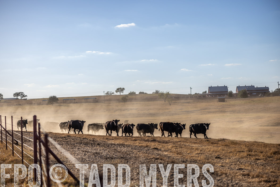 TMyers_FallBullSale_CameronTX_Oct_2024-510593