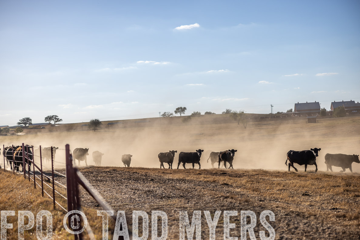 TMyers_FallBullSale_CameronTX_Oct_2024-510601