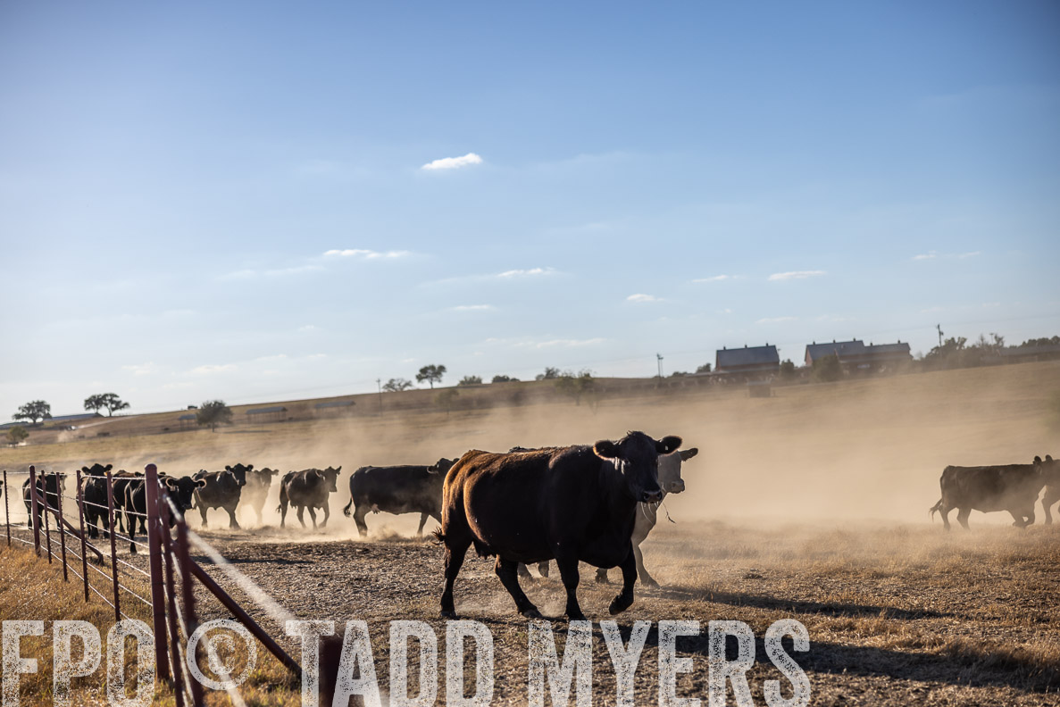 TMyers_FallBullSale_CameronTX_Oct_2024-510623