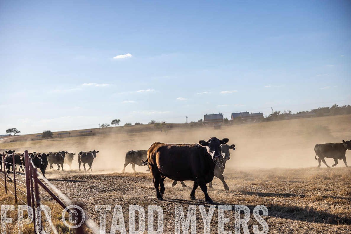 TMyers_FallBullSale_CameronTX_Oct_2024-510625