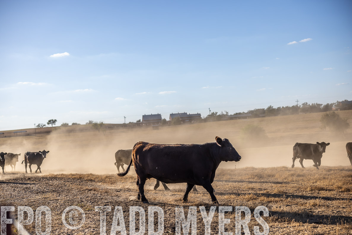 TMyers_FallBullSale_CameronTX_Oct_2024-510628