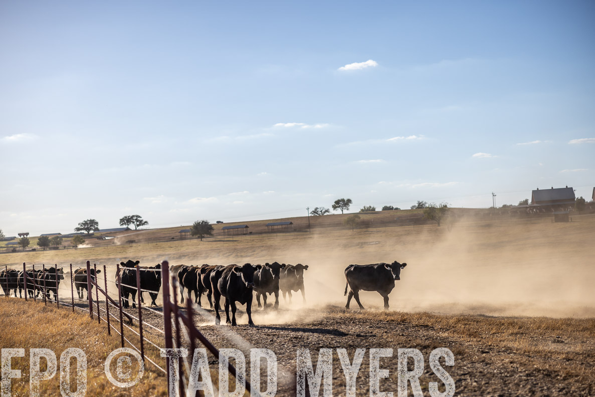 TMyers_FallBullSale_CameronTX_Oct_2024-510631