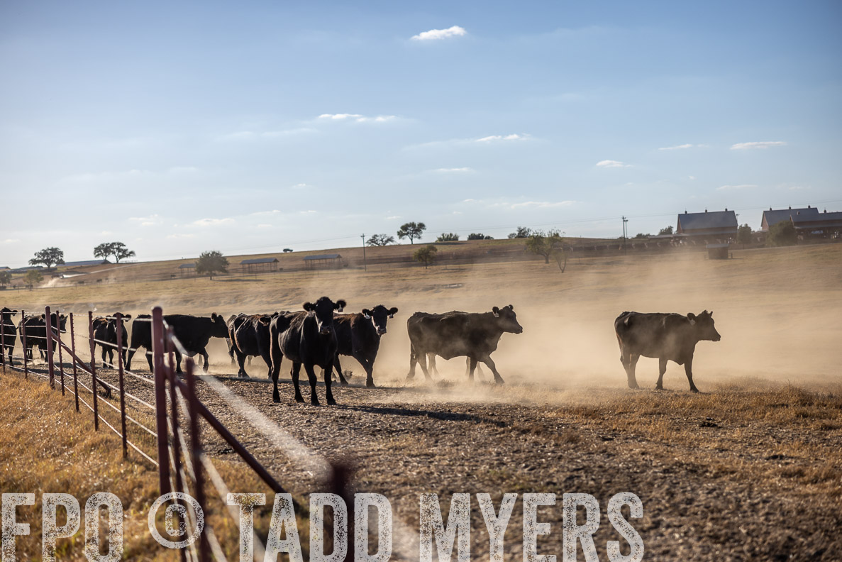 TMyers_FallBullSale_CameronTX_Oct_2024-510638