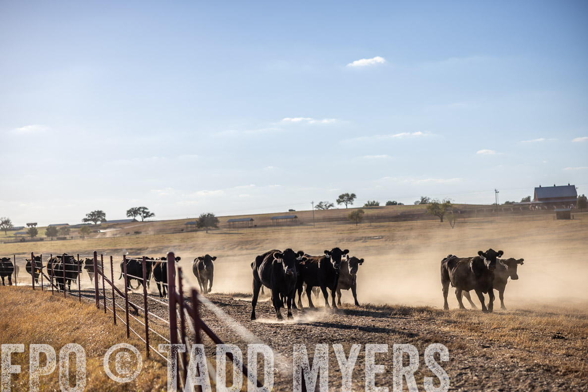 TMyers_FallBullSale_CameronTX_Oct_2024-510641