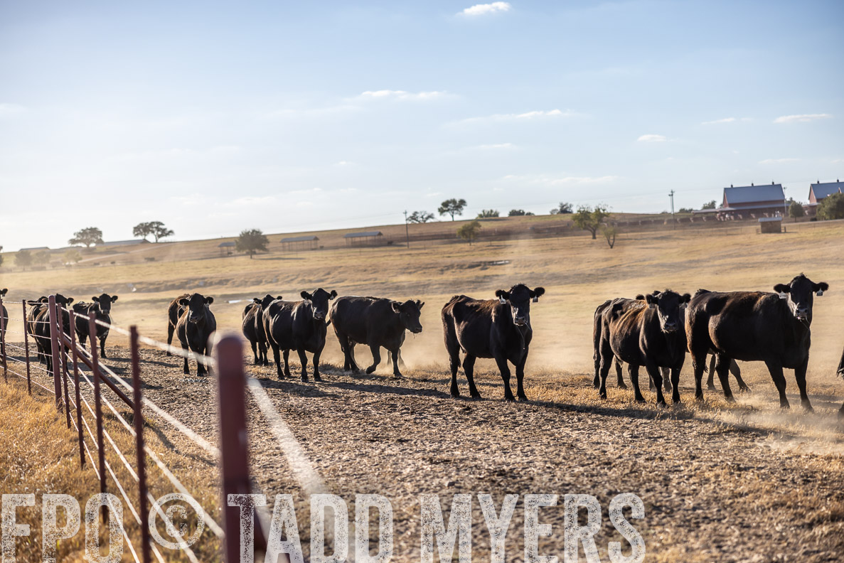 TMyers_FallBullSale_CameronTX_Oct_2024-510647