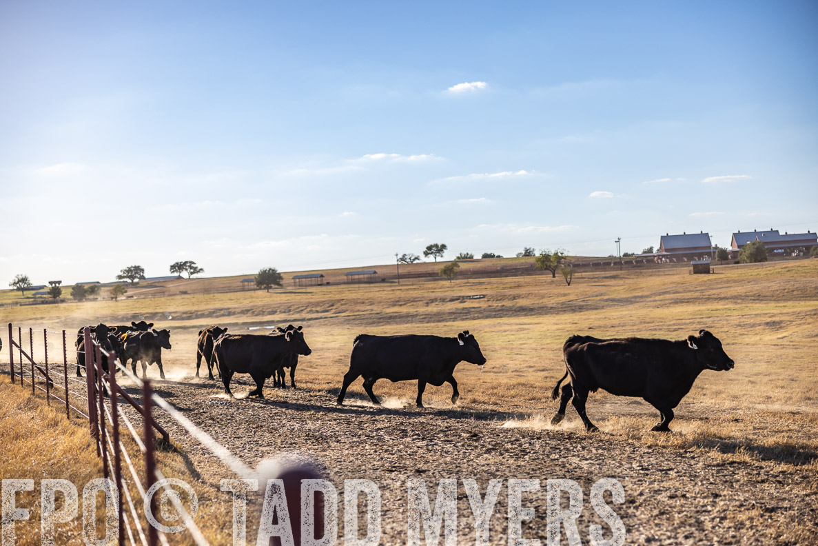 TMyers_FallBullSale_CameronTX_Oct_2024-510652