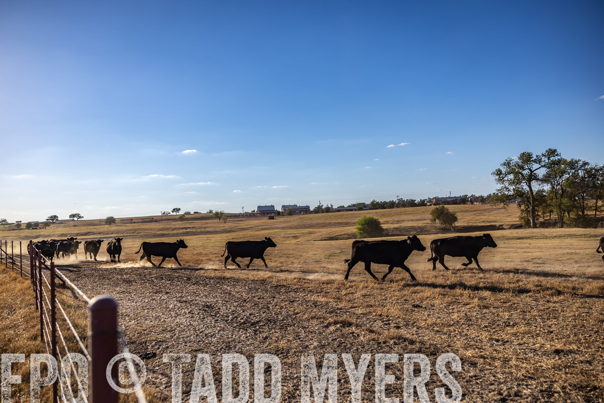TMyers_FallBullSale_CameronTX_Oct_2024-510654