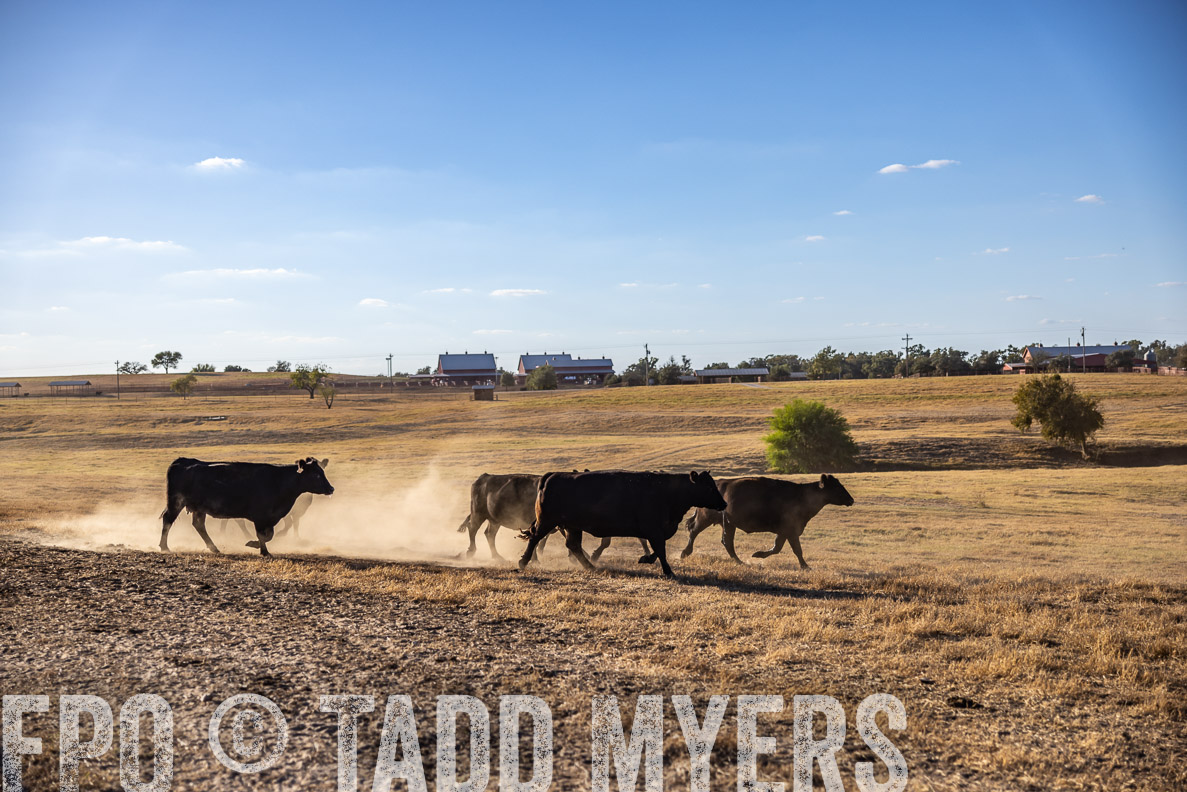 TMyers_FallBullSale_CameronTX_Oct_2024-510664