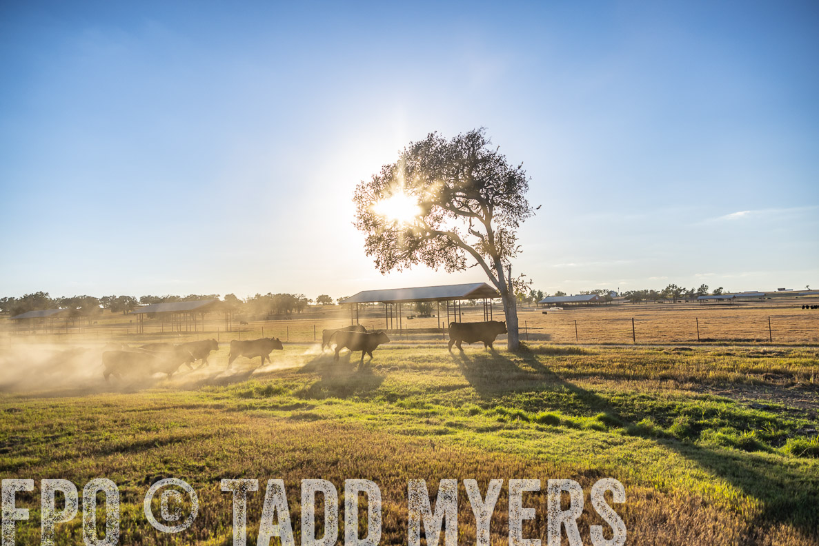TMyers_FallBullSale_CameronTX_Oct_2024-510672