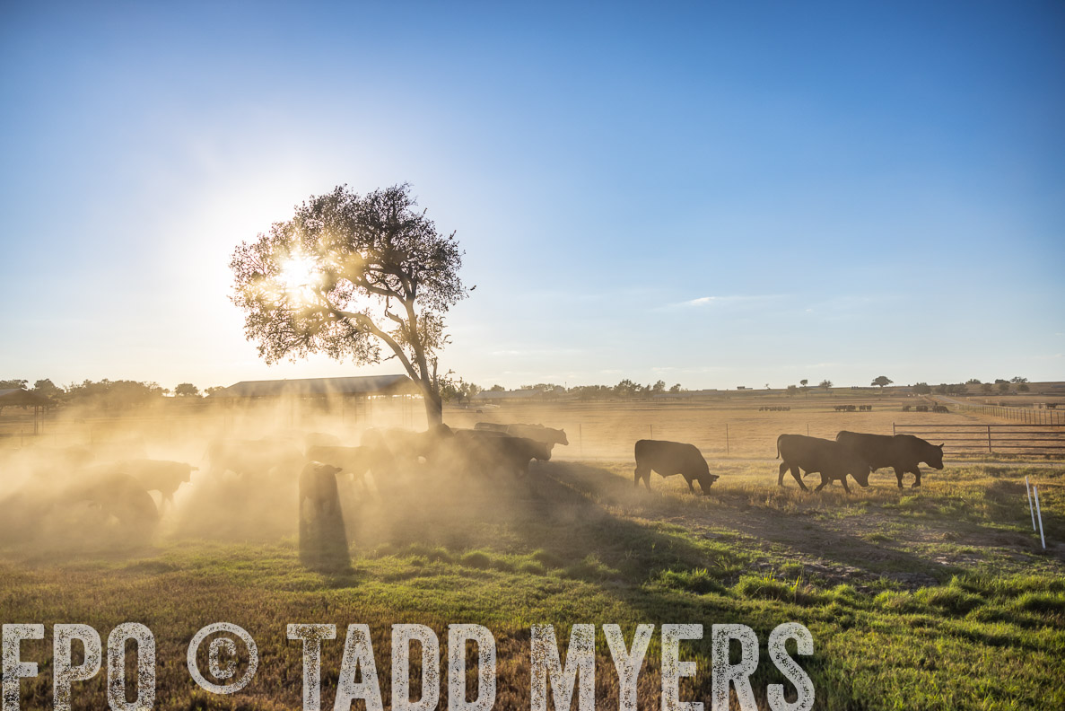 TMyers_FallBullSale_CameronTX_Oct_2024-510682