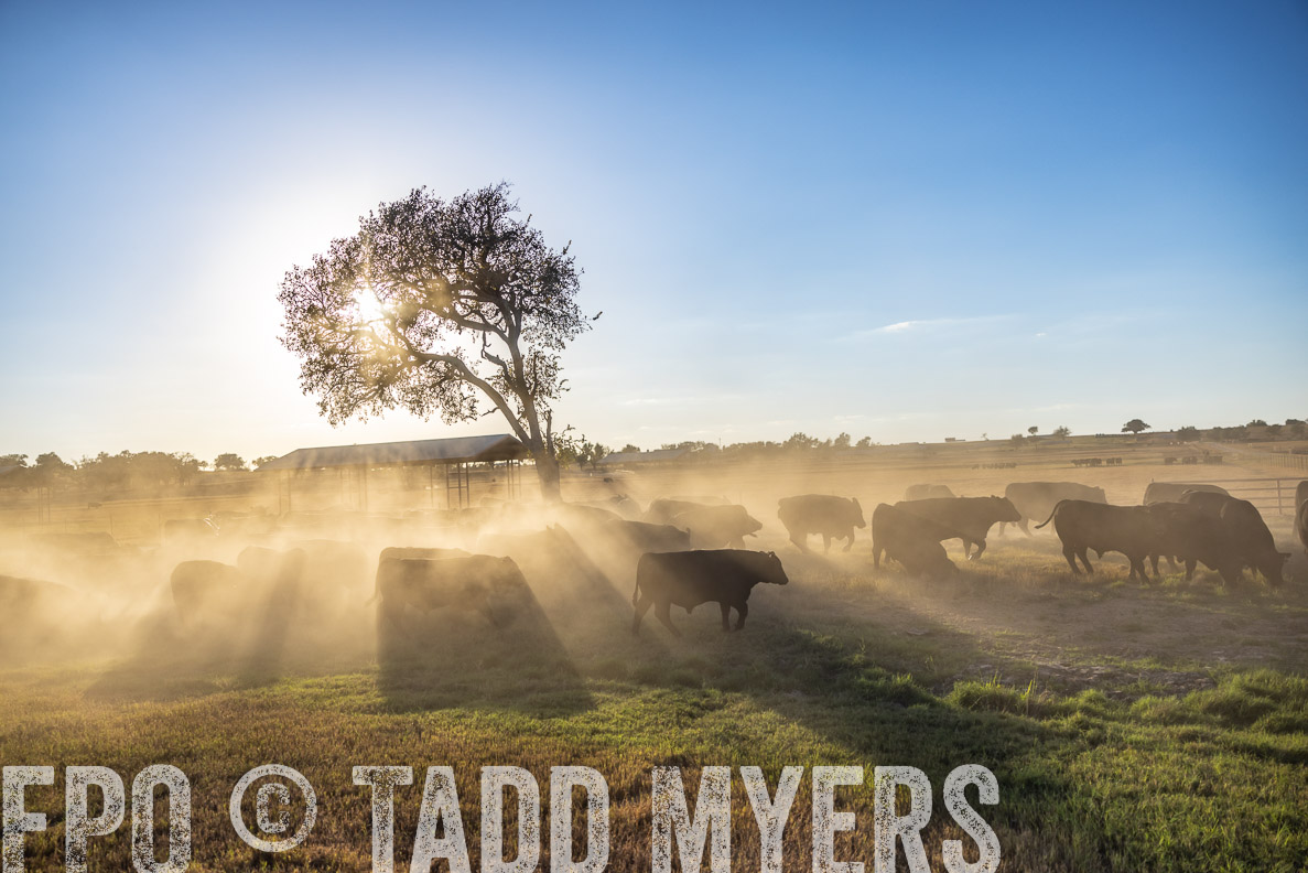 TMyers_FallBullSale_CameronTX_Oct_2024-510703