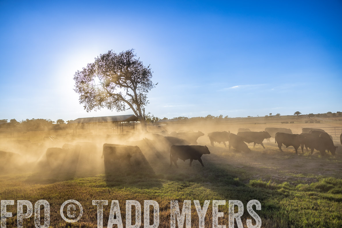 TMyers_FallBullSale_CameronTX_Oct_2024-510704