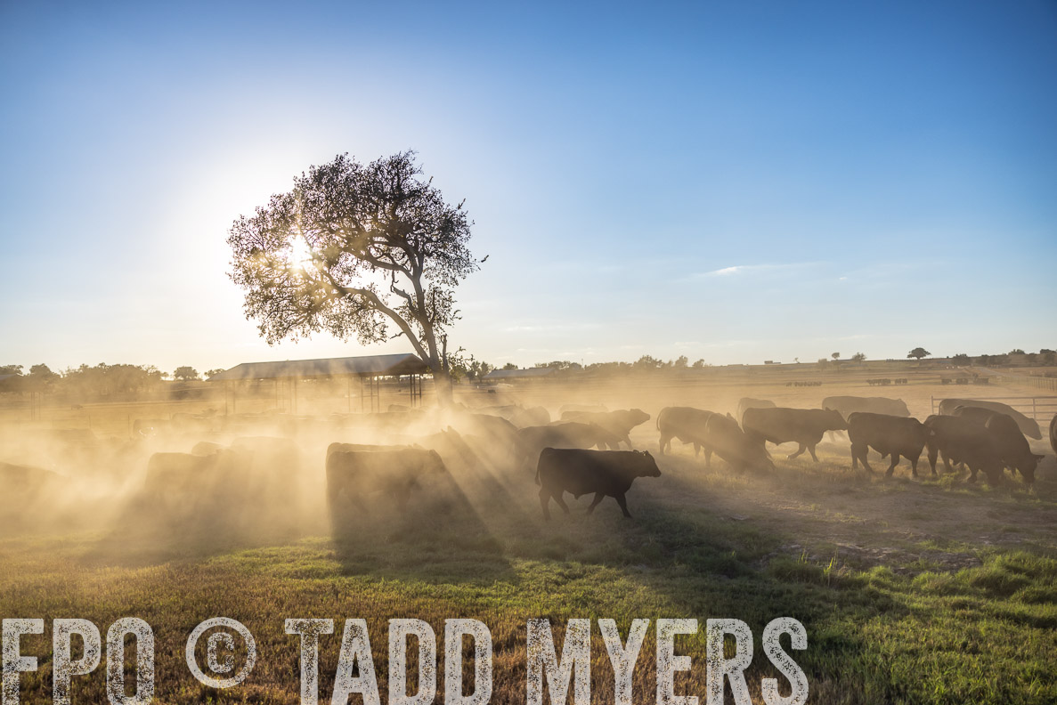 TMyers_FallBullSale_CameronTX_Oct_2024-510705