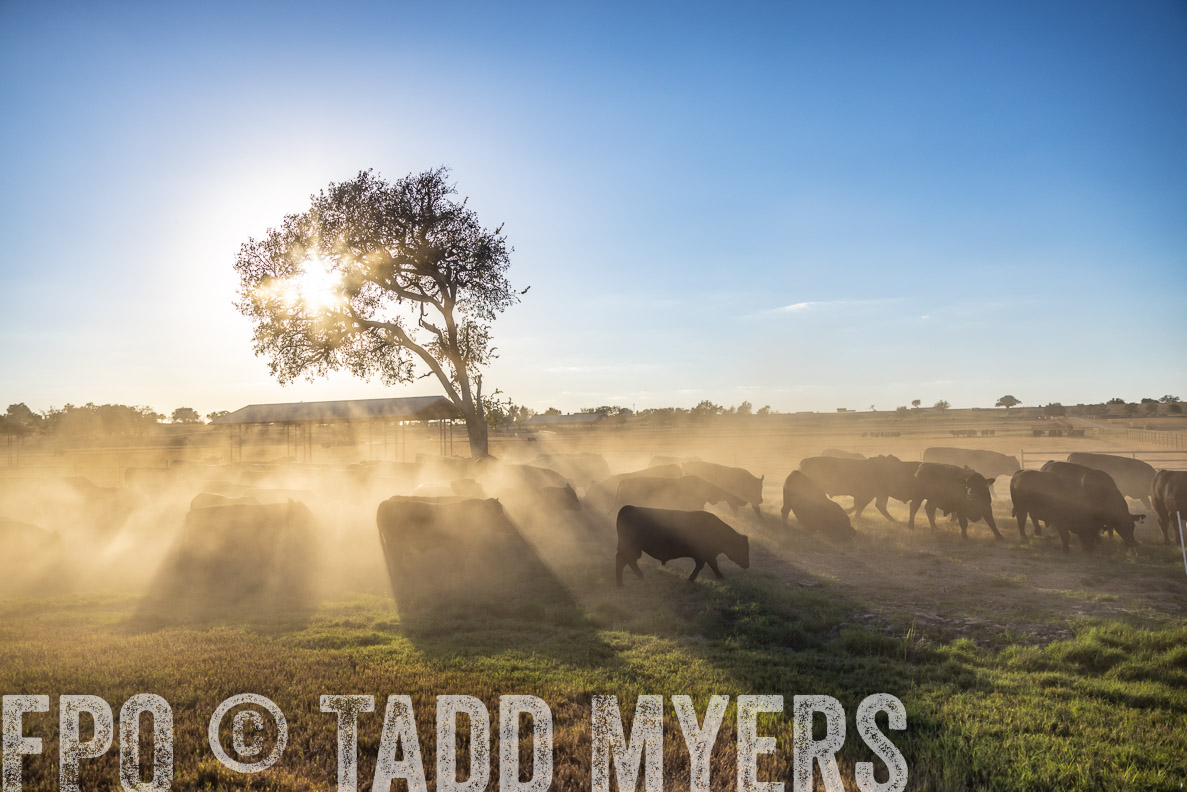 TMyers_FallBullSale_CameronTX_Oct_2024-510707