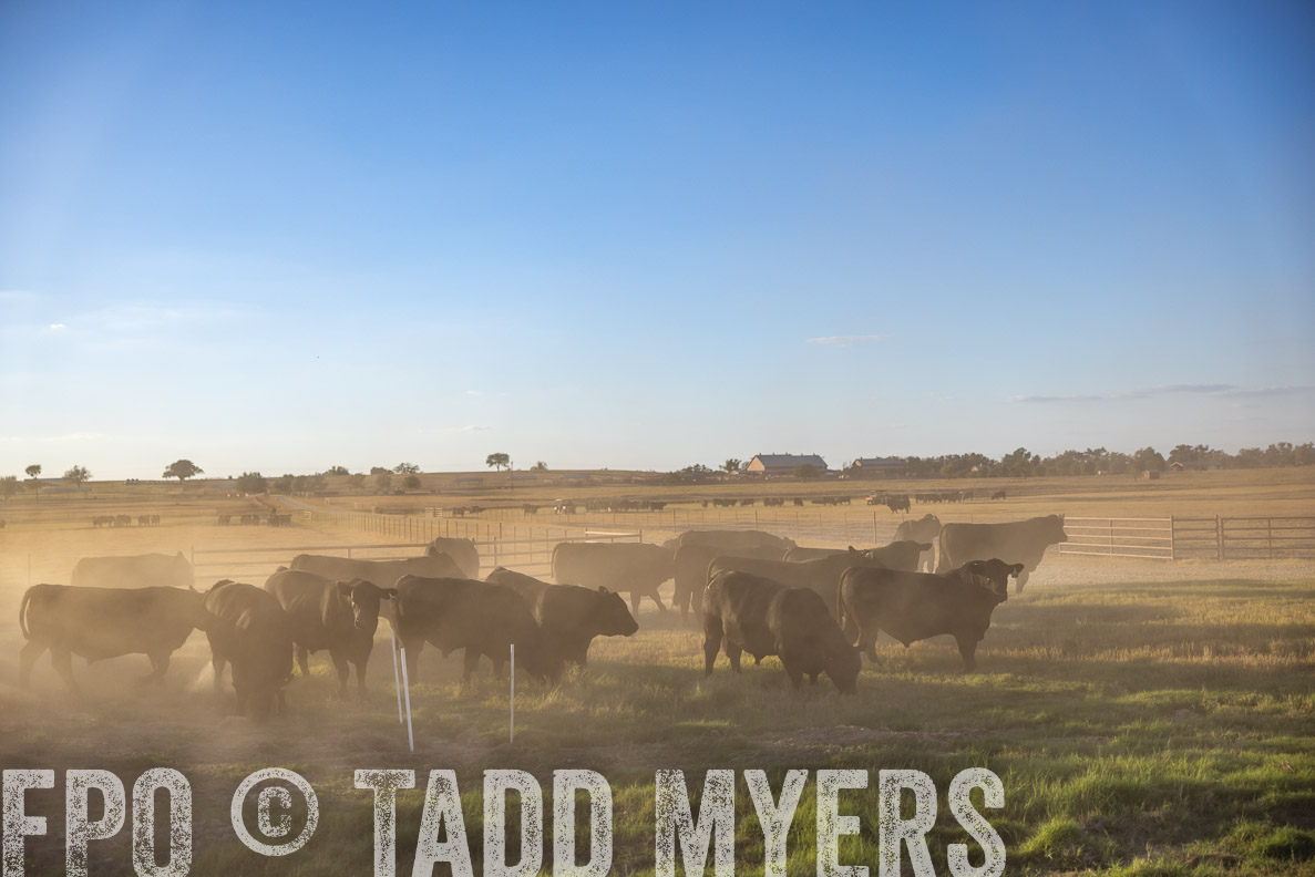 TMyers_FallBullSale_CameronTX_Oct_2024-510733