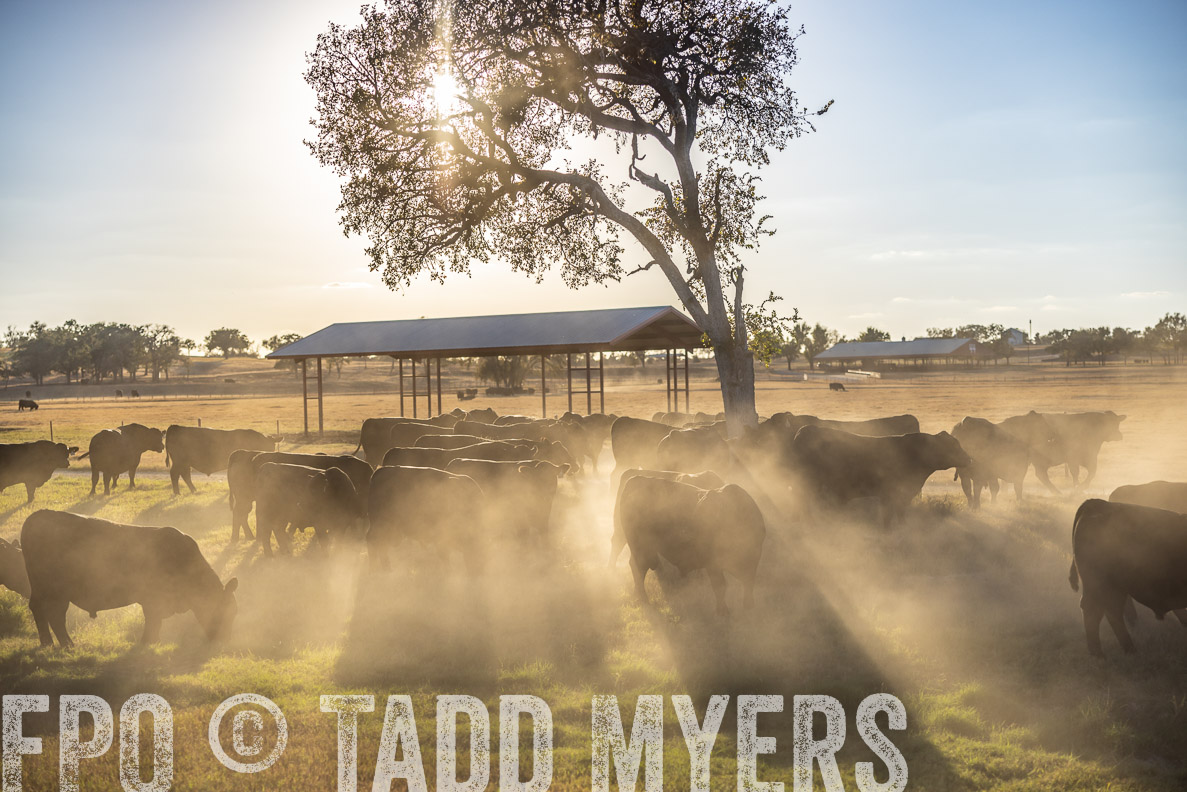 TMyers_FallBullSale_CameronTX_Oct_2024-510739