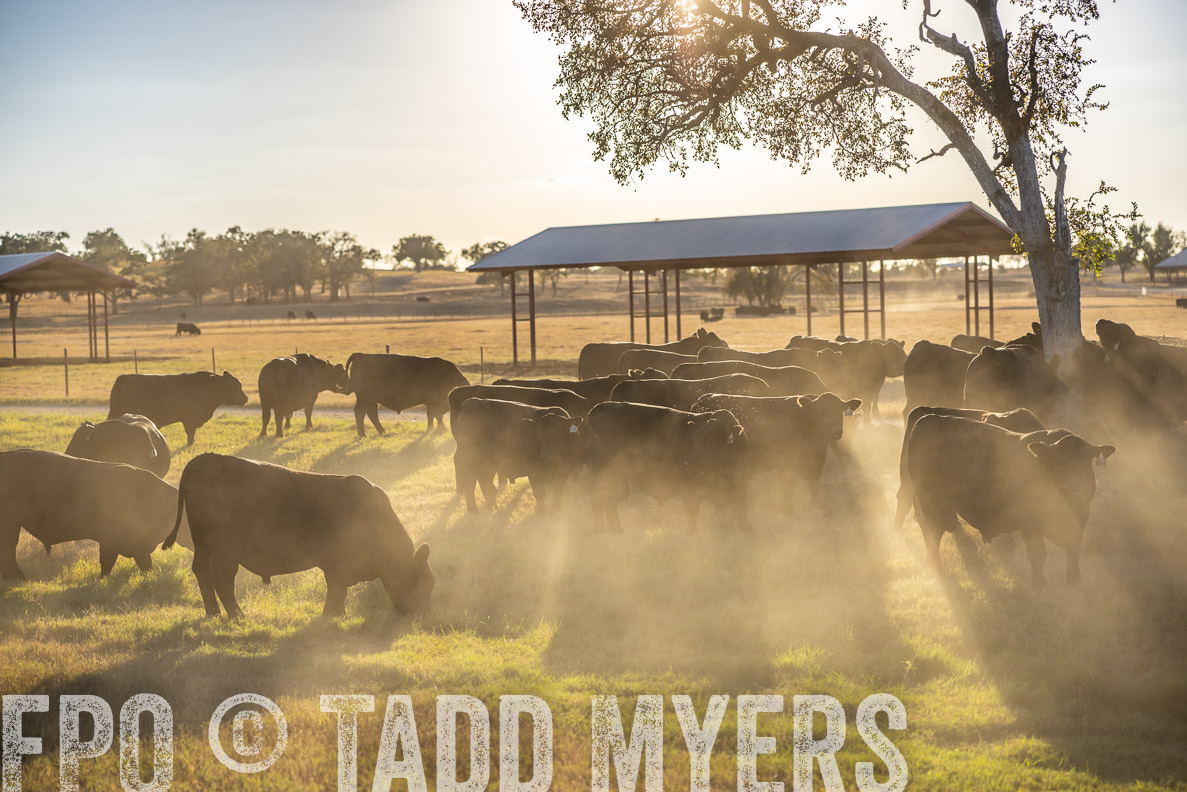TMyers_FallBullSale_CameronTX_Oct_2024-510744
