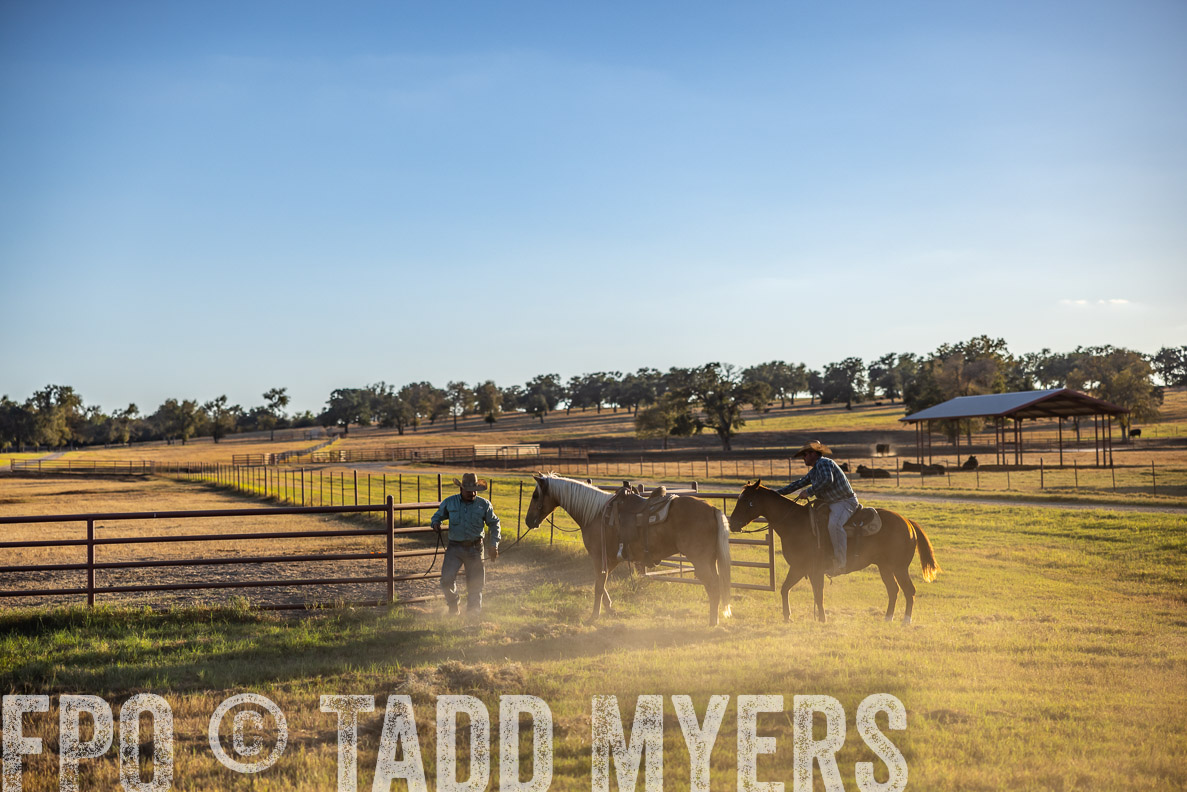 TMyers_FallBullSale_CameronTX_Oct_2024-510752