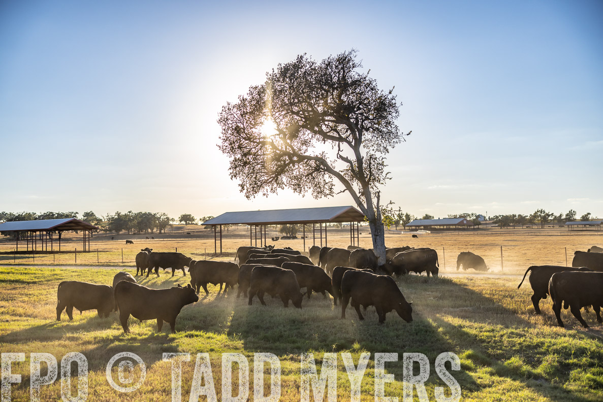 TMyers_FallBullSale_CameronTX_Oct_2024-510761