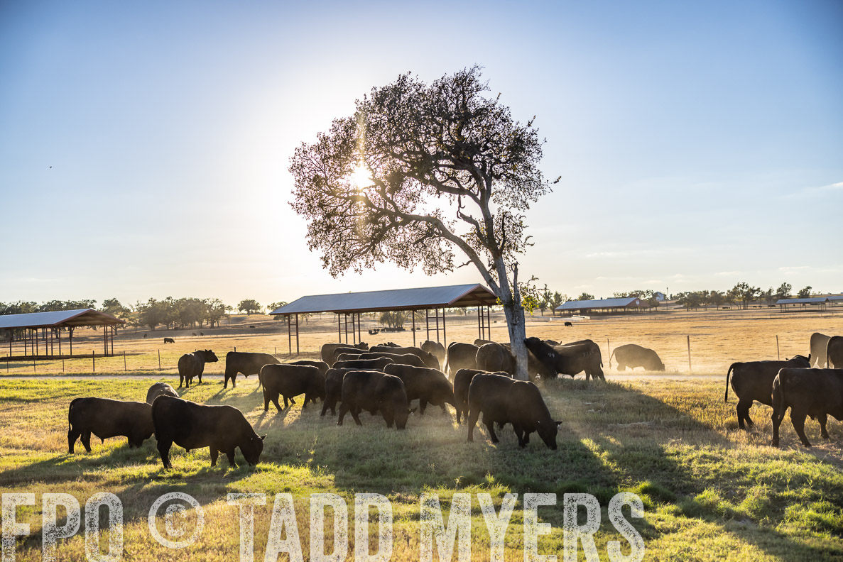 TMyers_FallBullSale_CameronTX_Oct_2024-510765