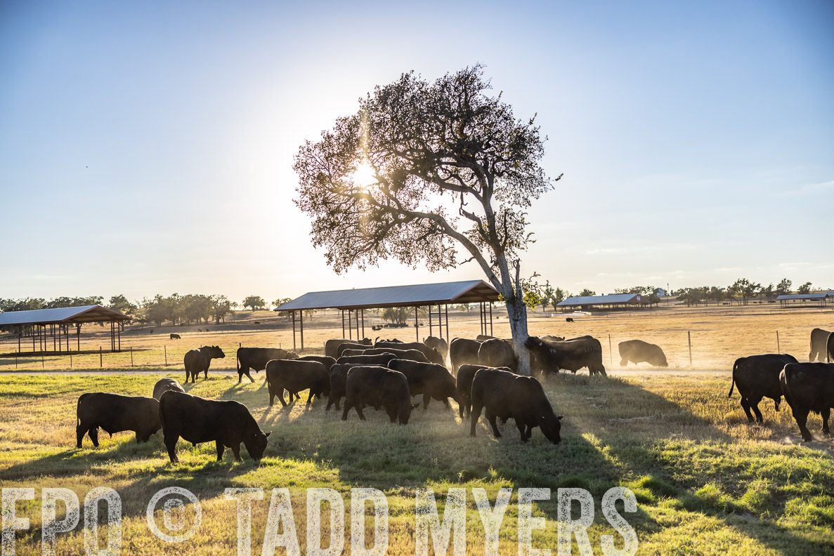 TMyers_FallBullSale_CameronTX_Oct_2024-510767