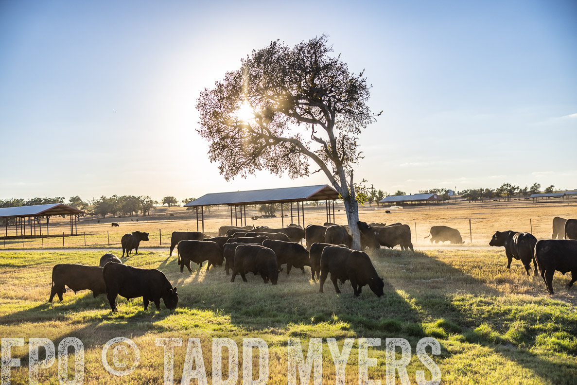 TMyers_FallBullSale_CameronTX_Oct_2024-510768