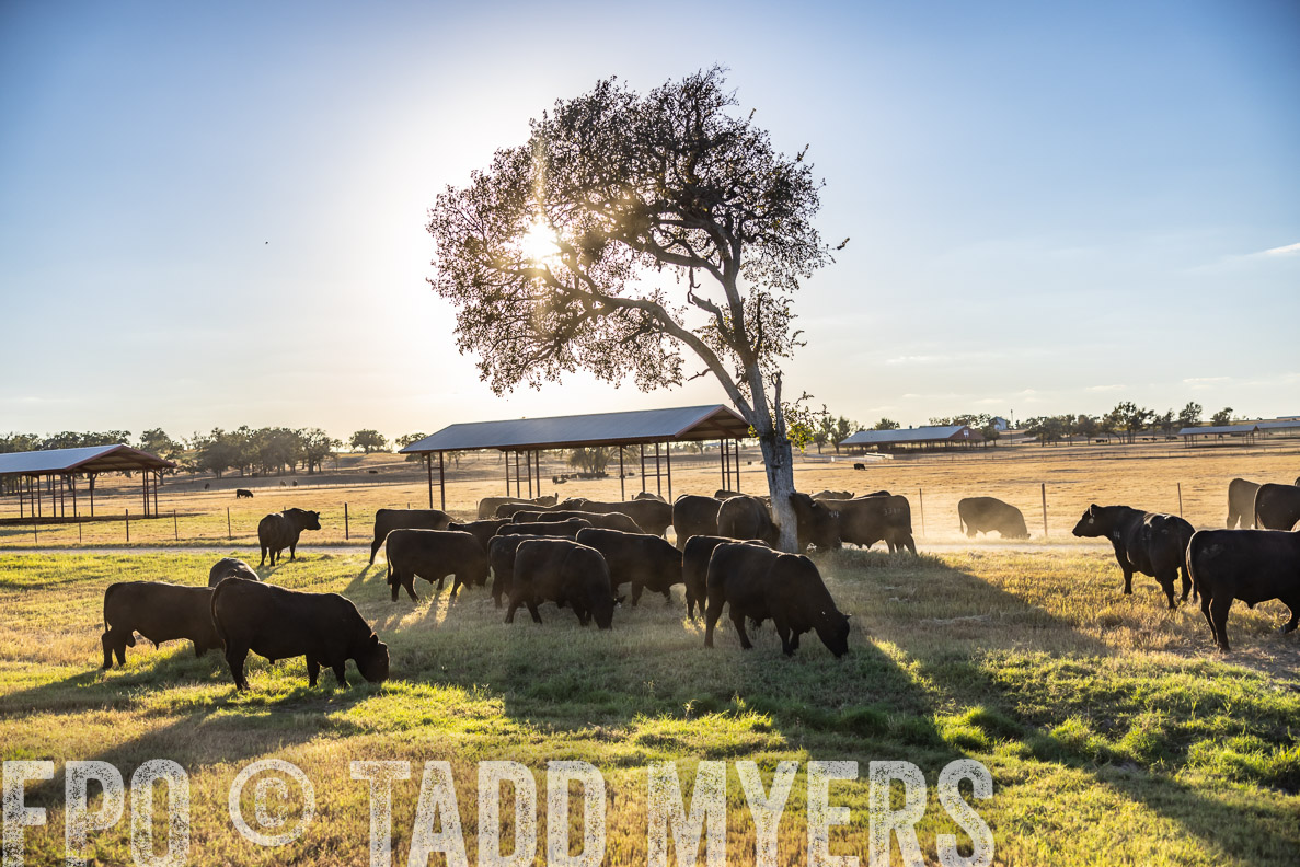 TMyers_FallBullSale_CameronTX_Oct_2024-510769