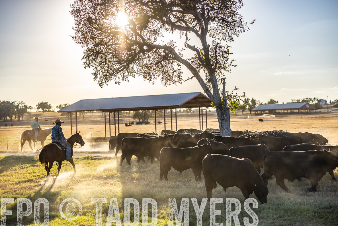 TMyers_FallBullSale_CameronTX_Oct_2024-510783